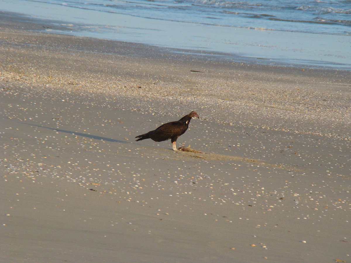 Turkey Vulture - ML622051313