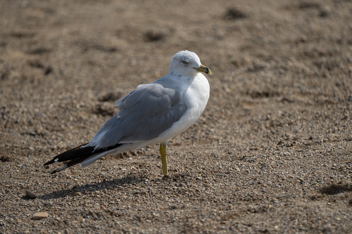 Ring-billed Gull - ML622051318