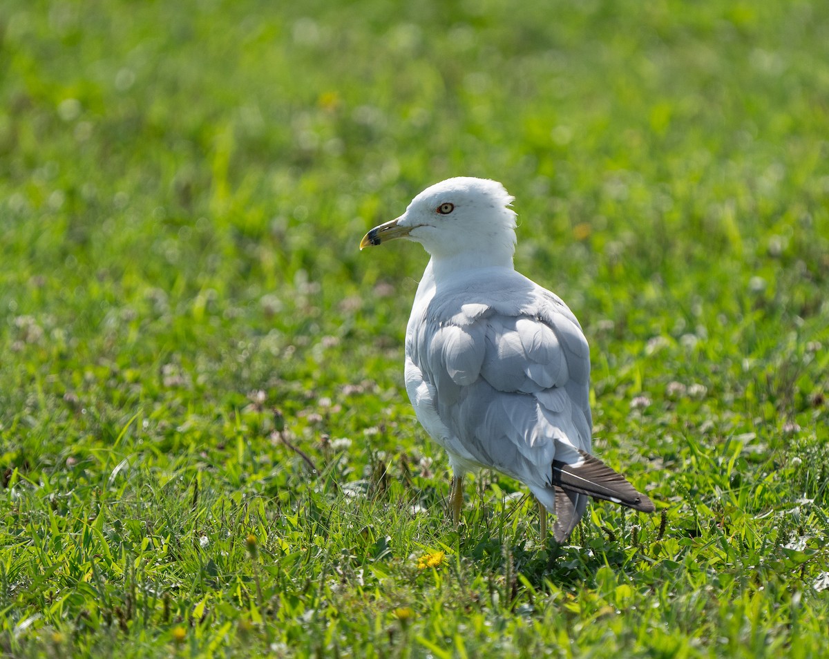 Ring-billed Gull - ML622051319