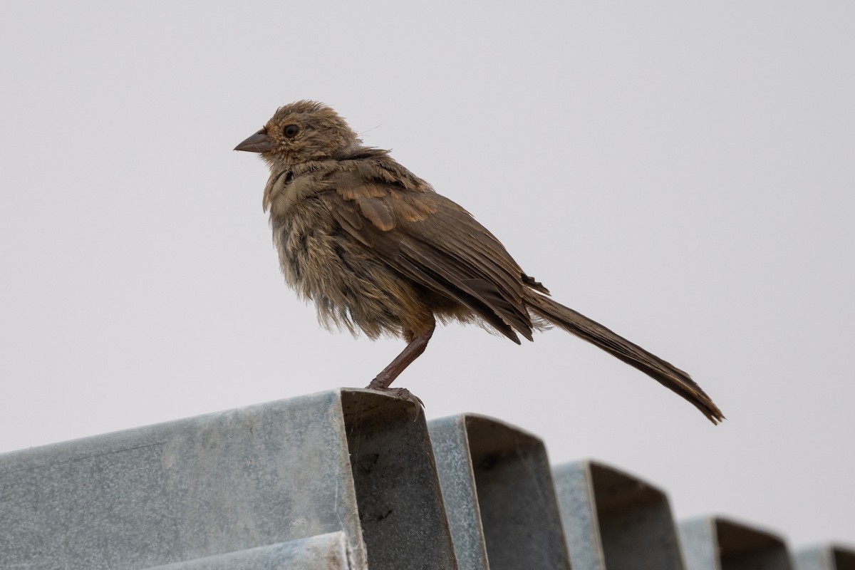 California Towhee - ML622051320