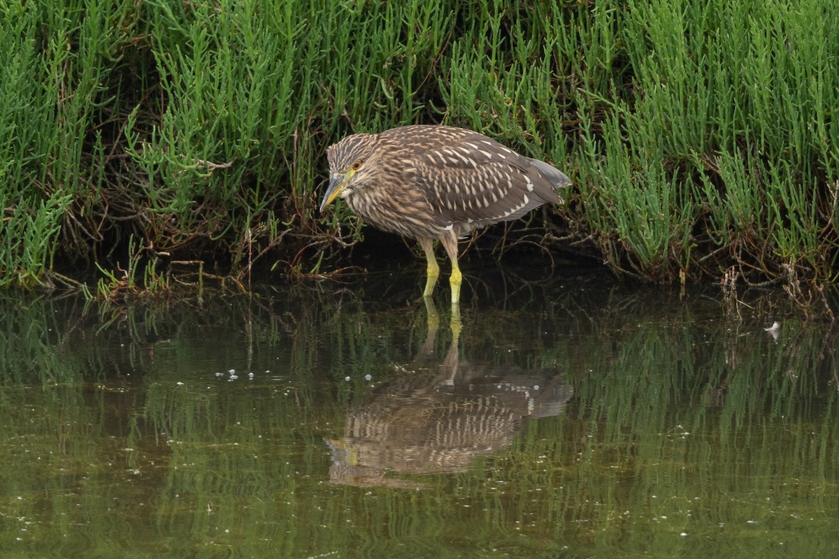 Green Heron - ML622051323