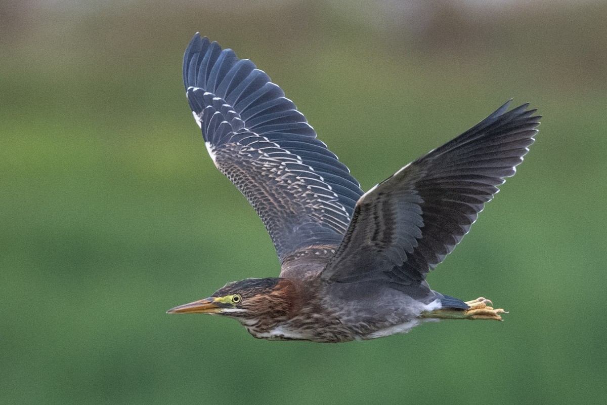 Green Heron - ML622051325