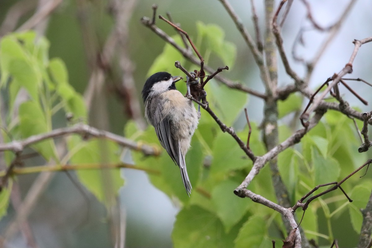 Carolina Chickadee - ML622051326