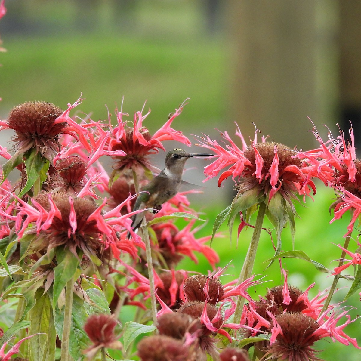 Ruby-throated Hummingbird - ML622051327