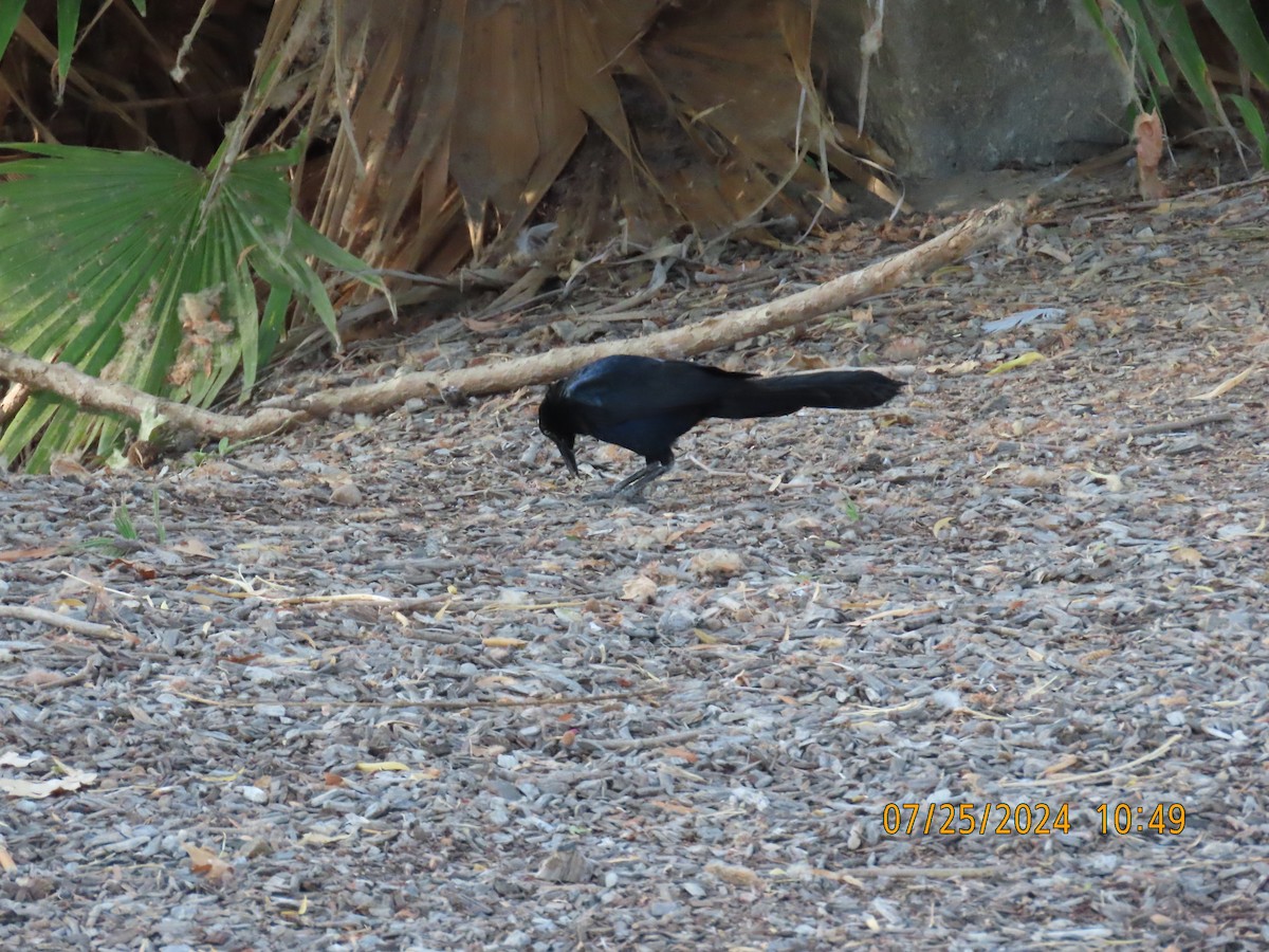 Great-tailed Grackle - ML622051328