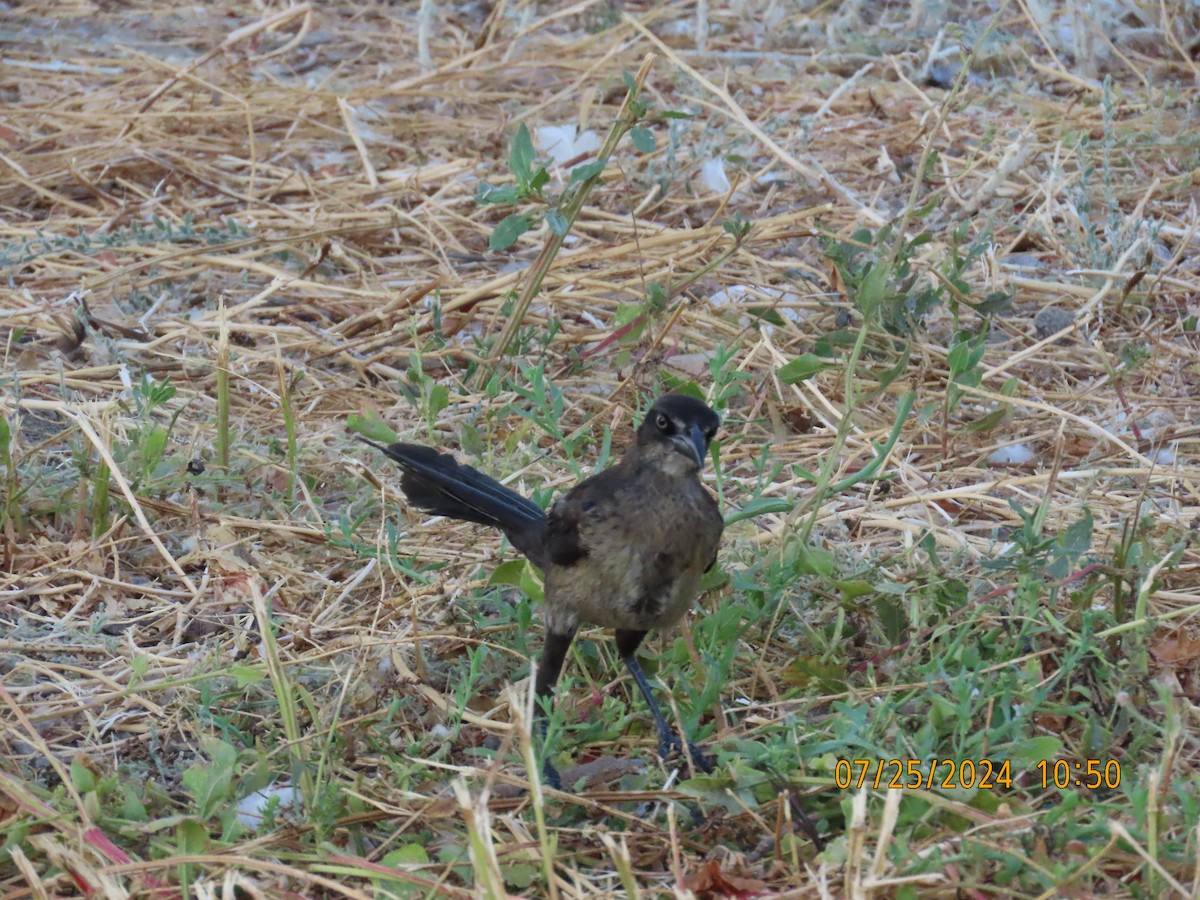 Great-tailed Grackle - ML622051329