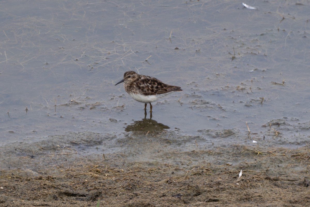 Least Sandpiper - ML622051334