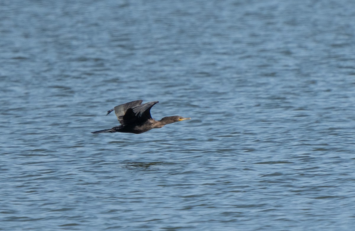 Cormorán Orejudo - ML622051335