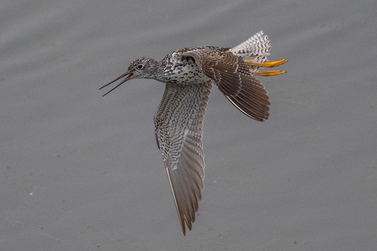 Greater Yellowlegs - Tom Hambleton