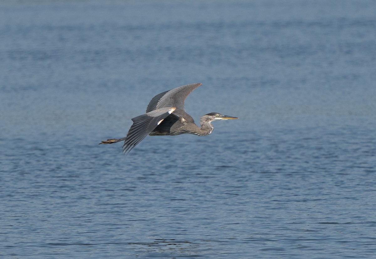 Great Blue Heron - ML622051337