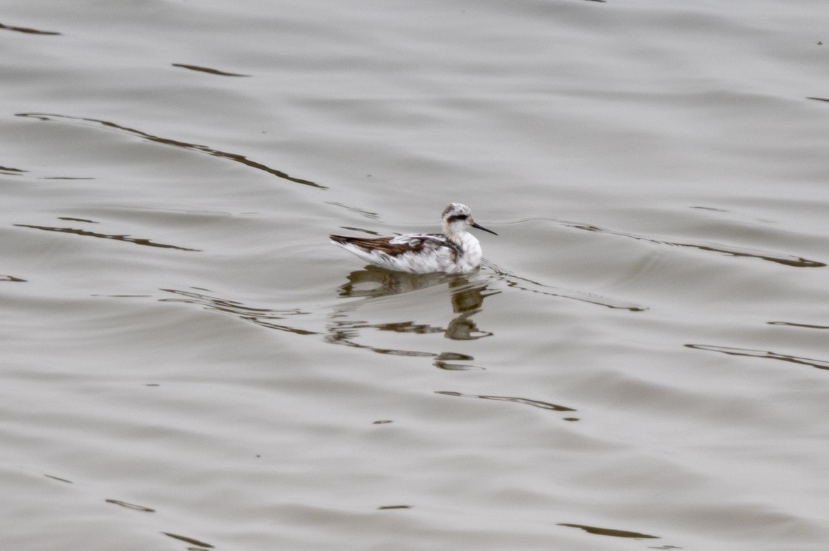 Red-necked Phalarope - ML622051339