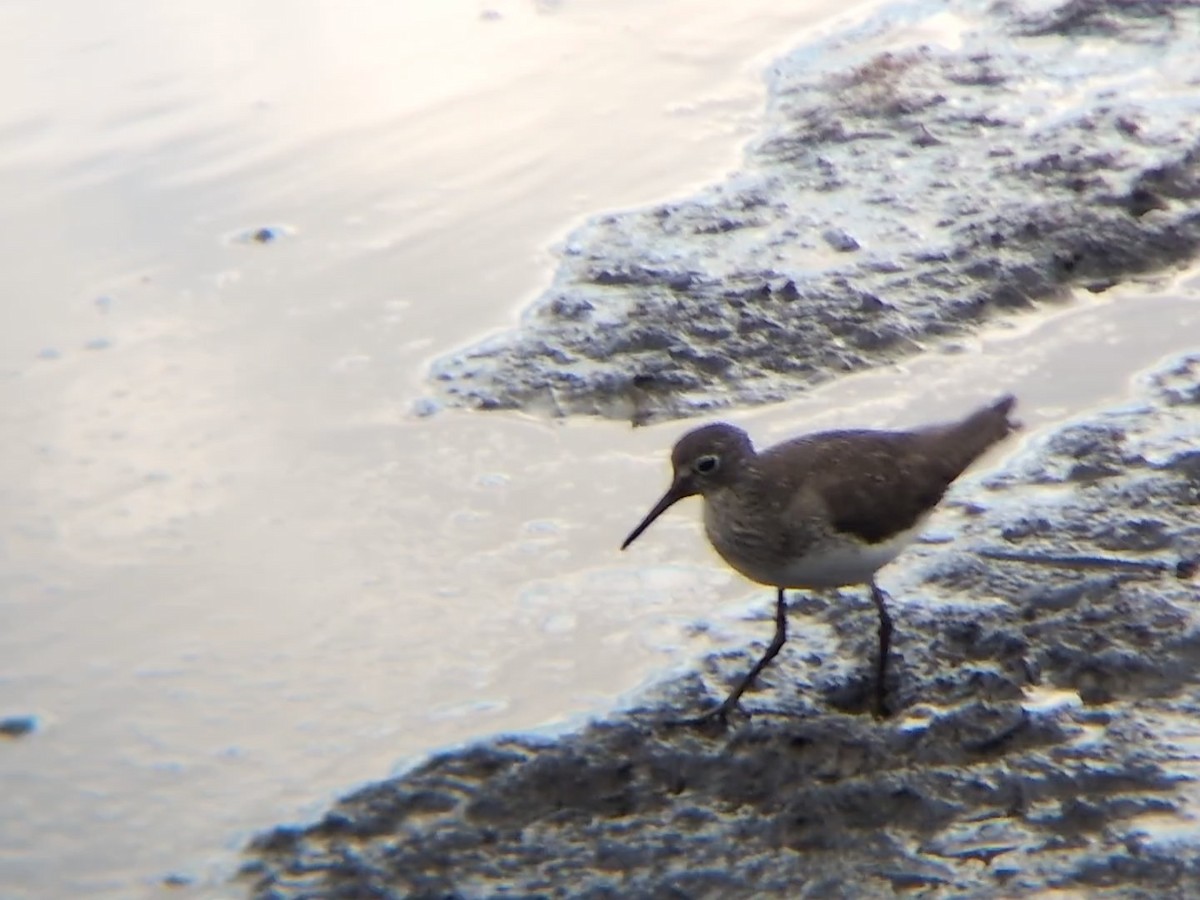 Solitary Sandpiper (solitaria) - ML622051387