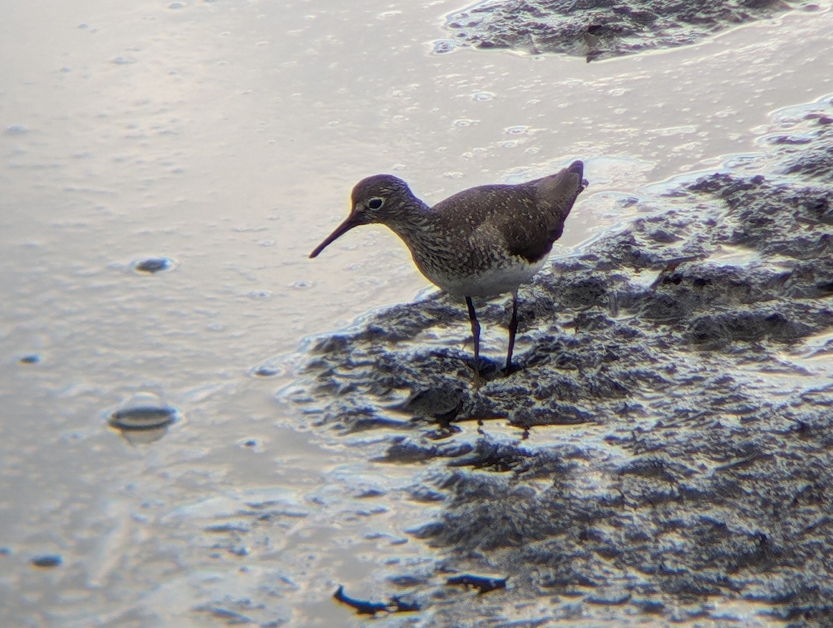 Solitary Sandpiper (solitaria) - ML622051388