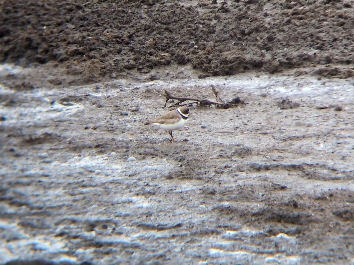 Semipalmated Plover - ML622051392