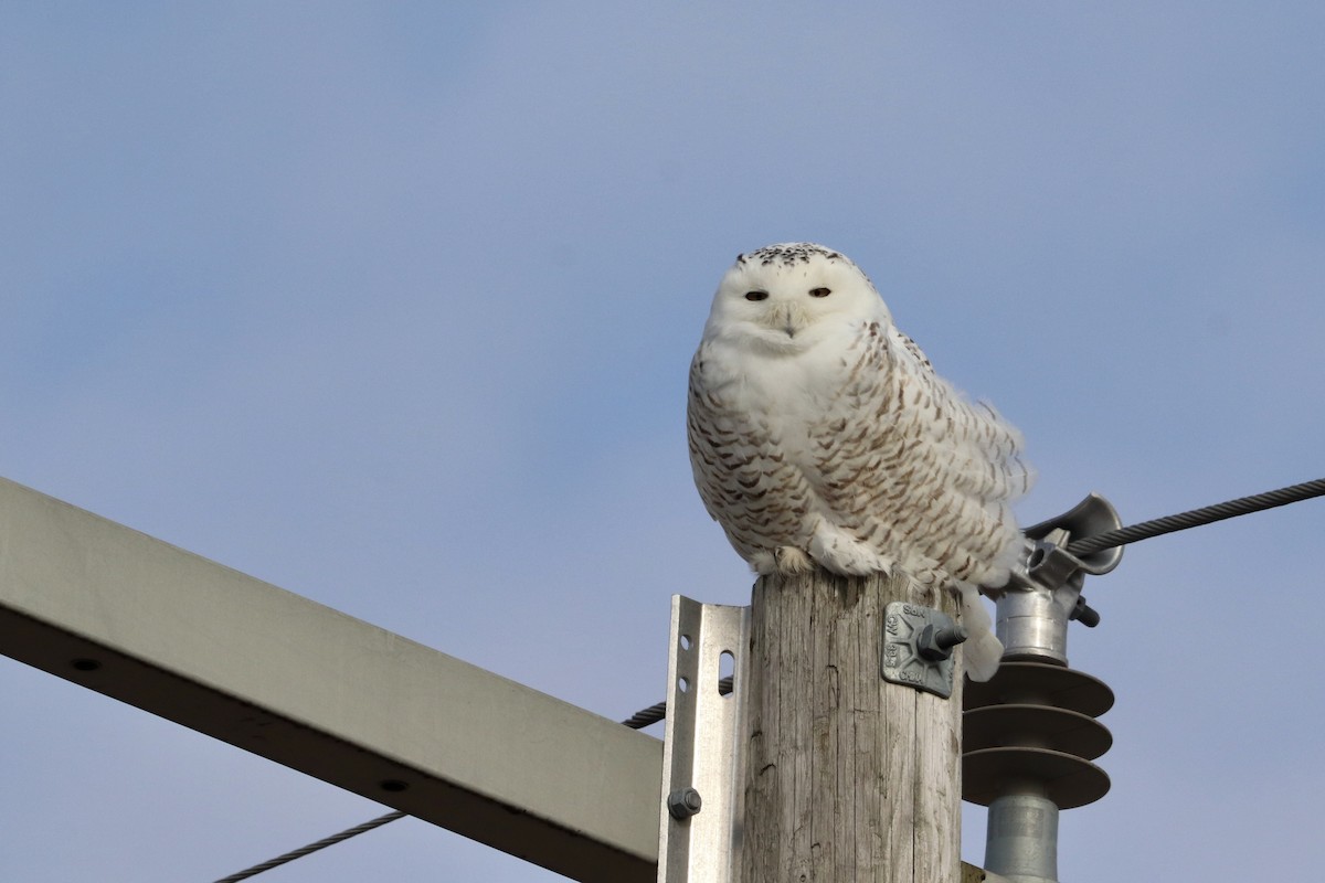 Snowy Owl - ML622051394