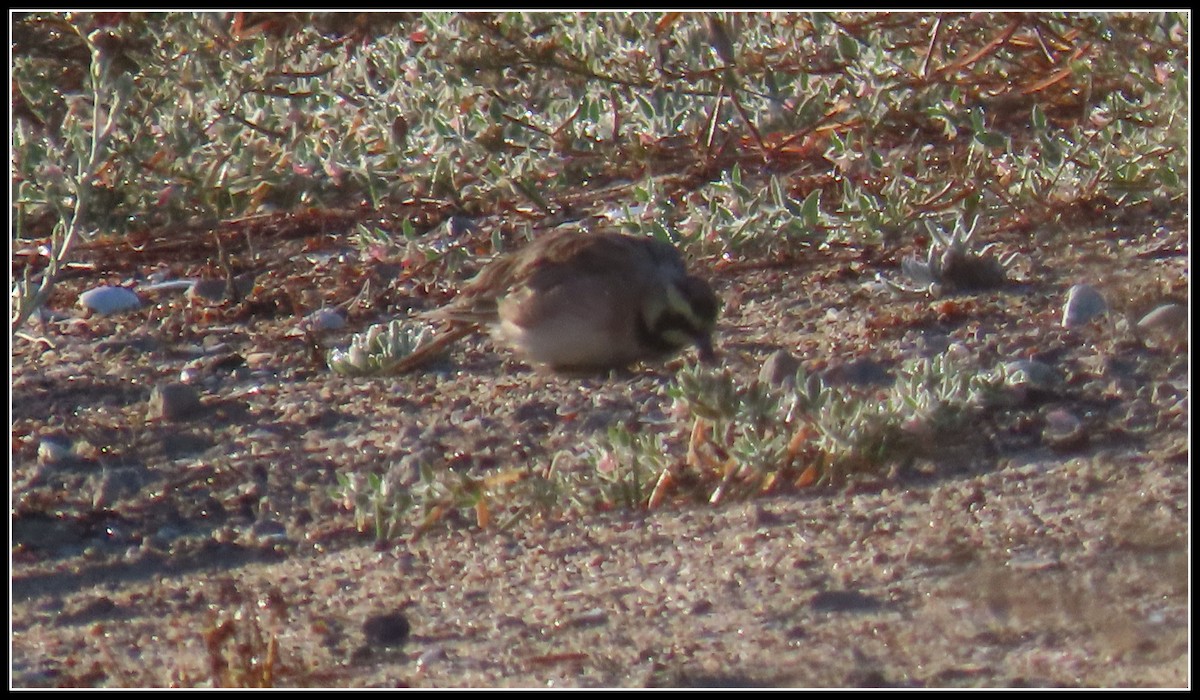 Horned Lark - ML622051416