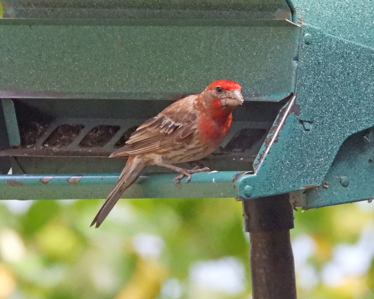 House Finch - Aubrey Merrill