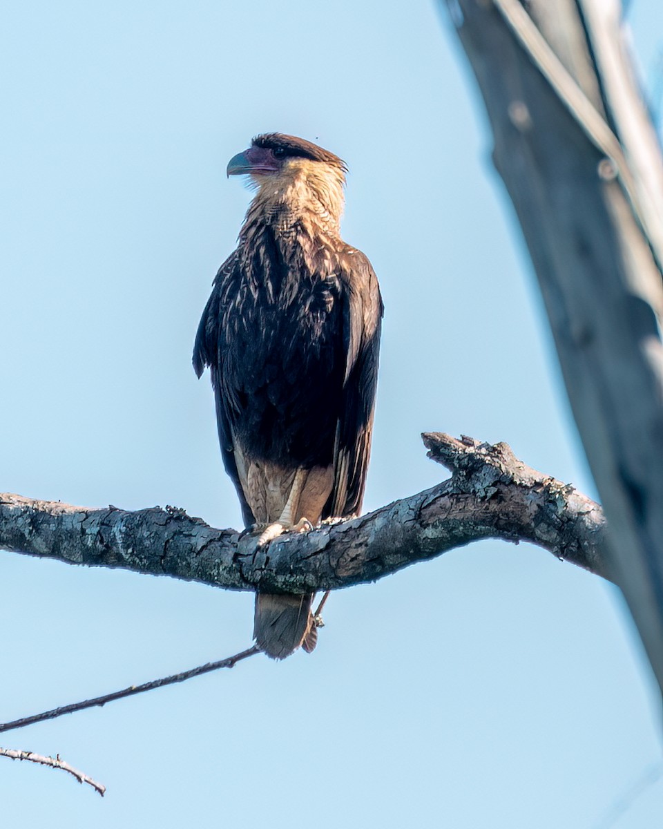 Caracara huppé - ML622051488