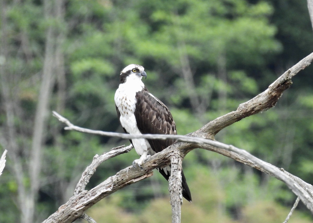 Osprey - Barb Stone