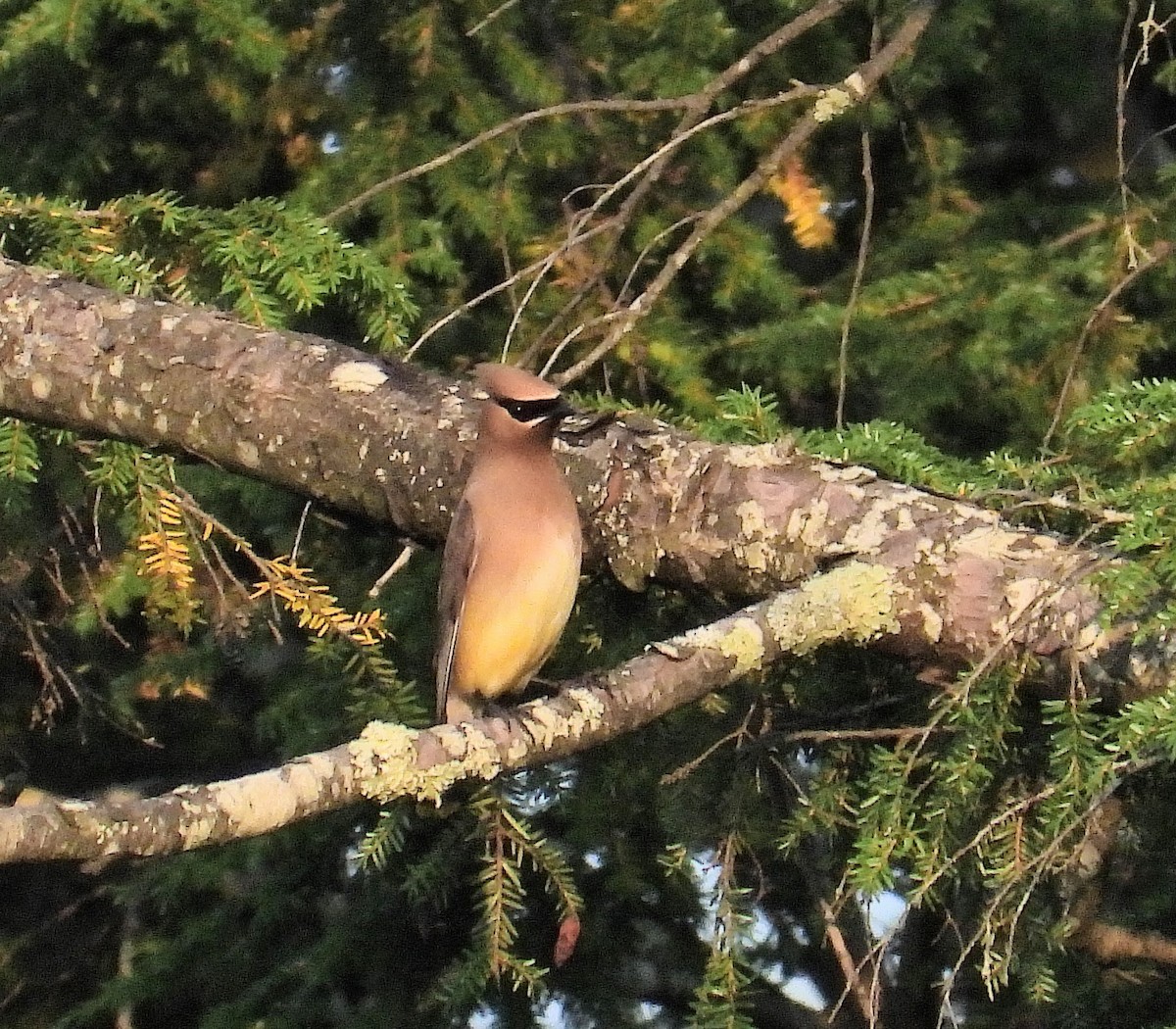 Cedar Waxwing - Mark Malec