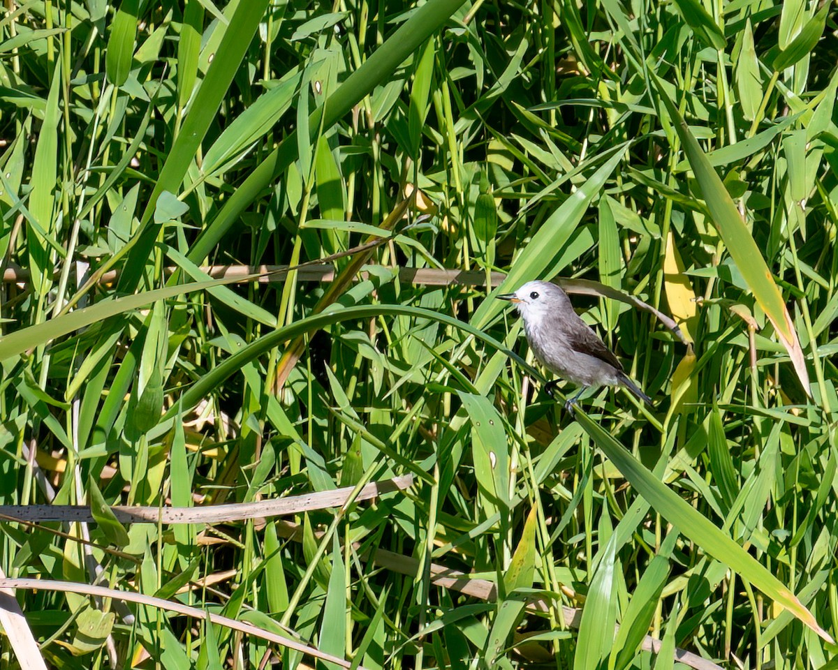 Moucherolle à tête blanche - ML622051506