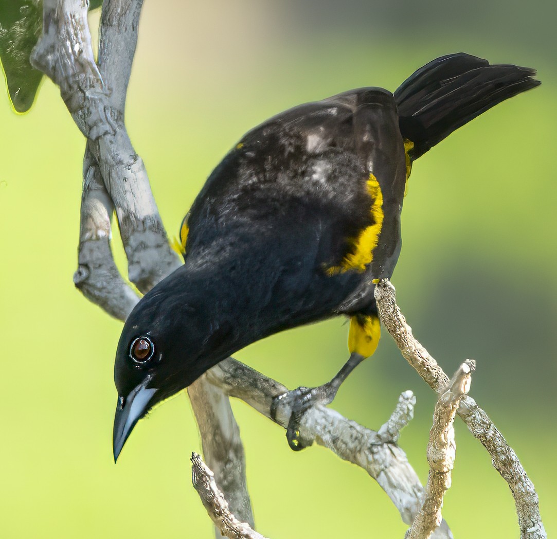 Oriole de Cuba - ML622051512