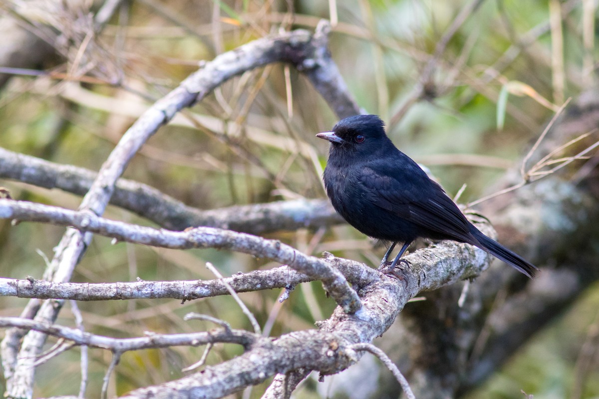 Velvety Black-Tyrant - Helberth Peixoto