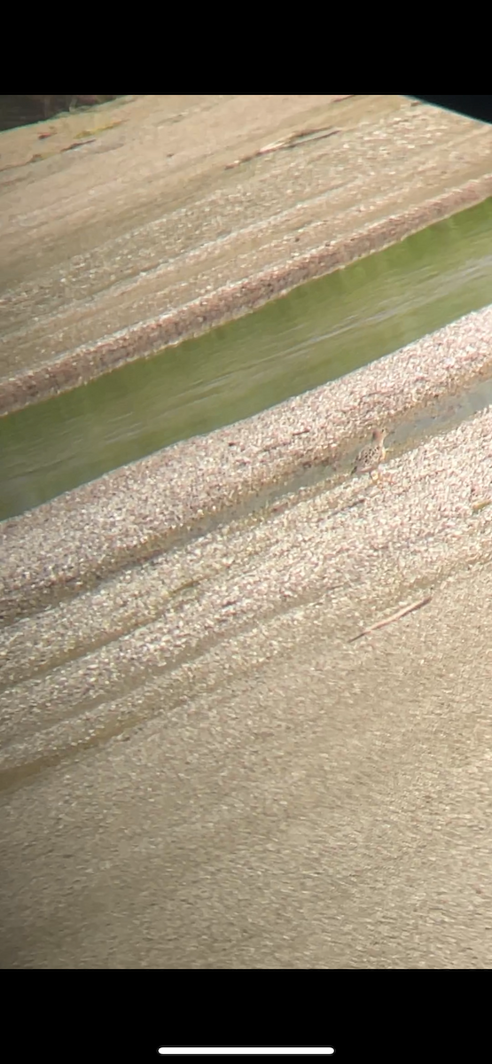 Buff-breasted Sandpiper - Craig Campeau