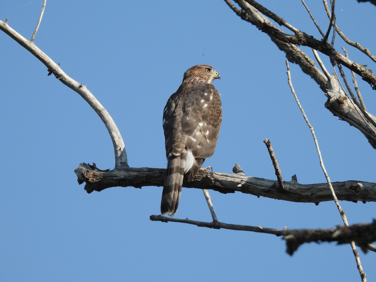 Cooper's Hawk - holden green