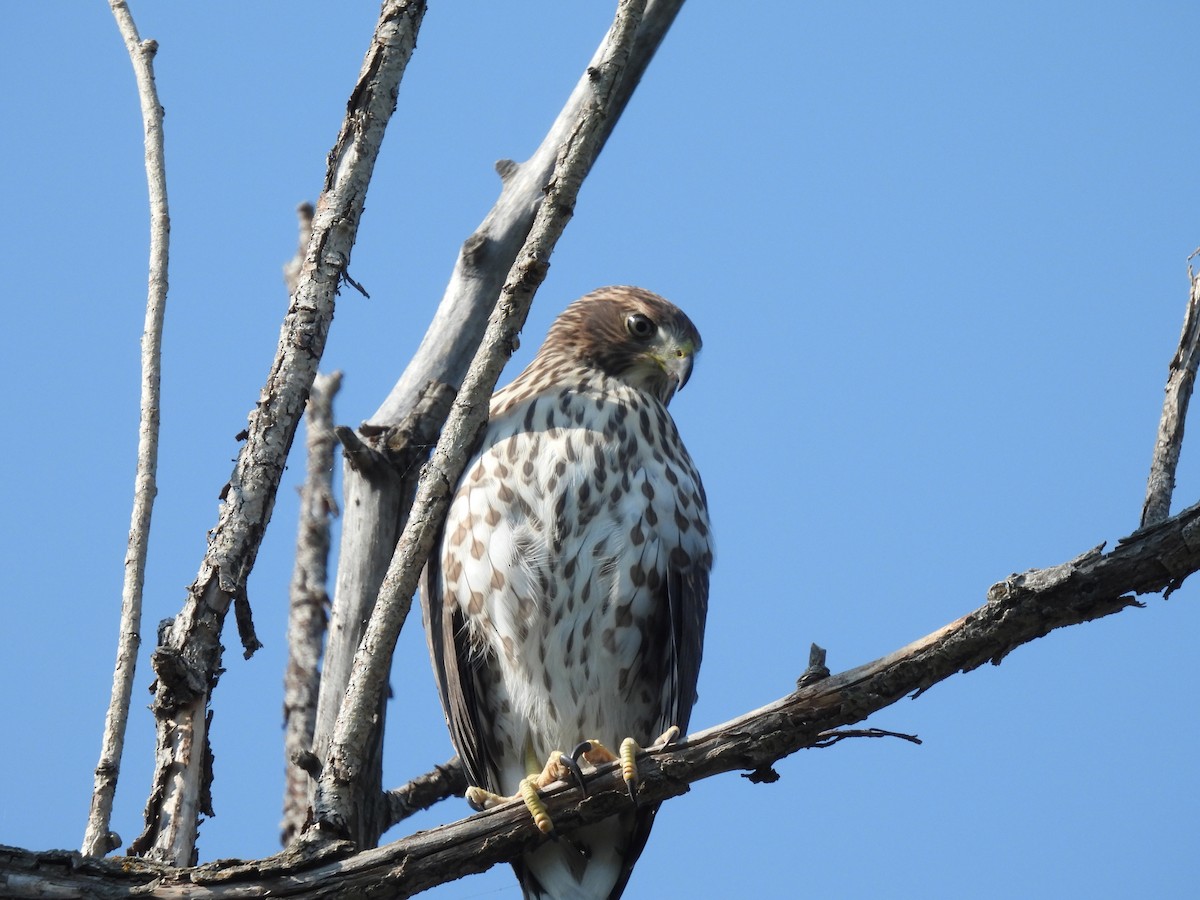 Cooper's Hawk - holden green