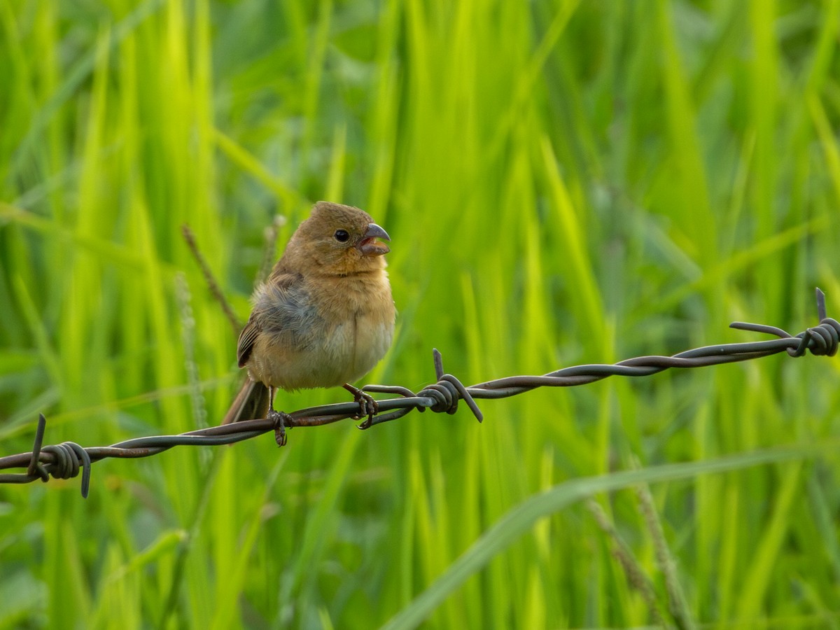 Morelet's Seedeater - Alvaro Rojas 𝙌𝙧𝙤. 𝘽𝙞𝙧𝙙𝙞𝙣𝙜 𝙏𝙤𝙪𝙧𝙨