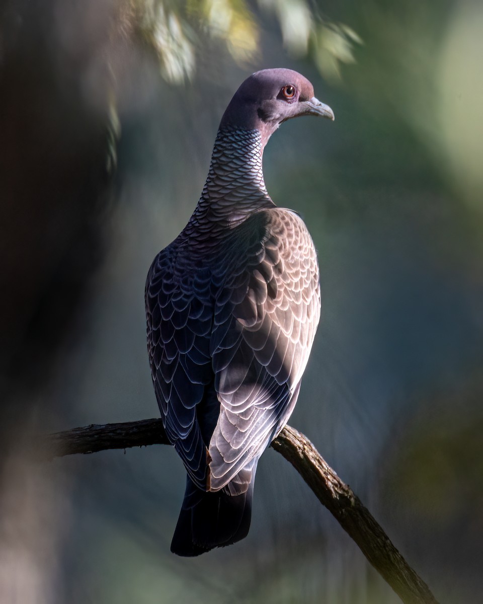 Pigeon picazuro - ML622051572