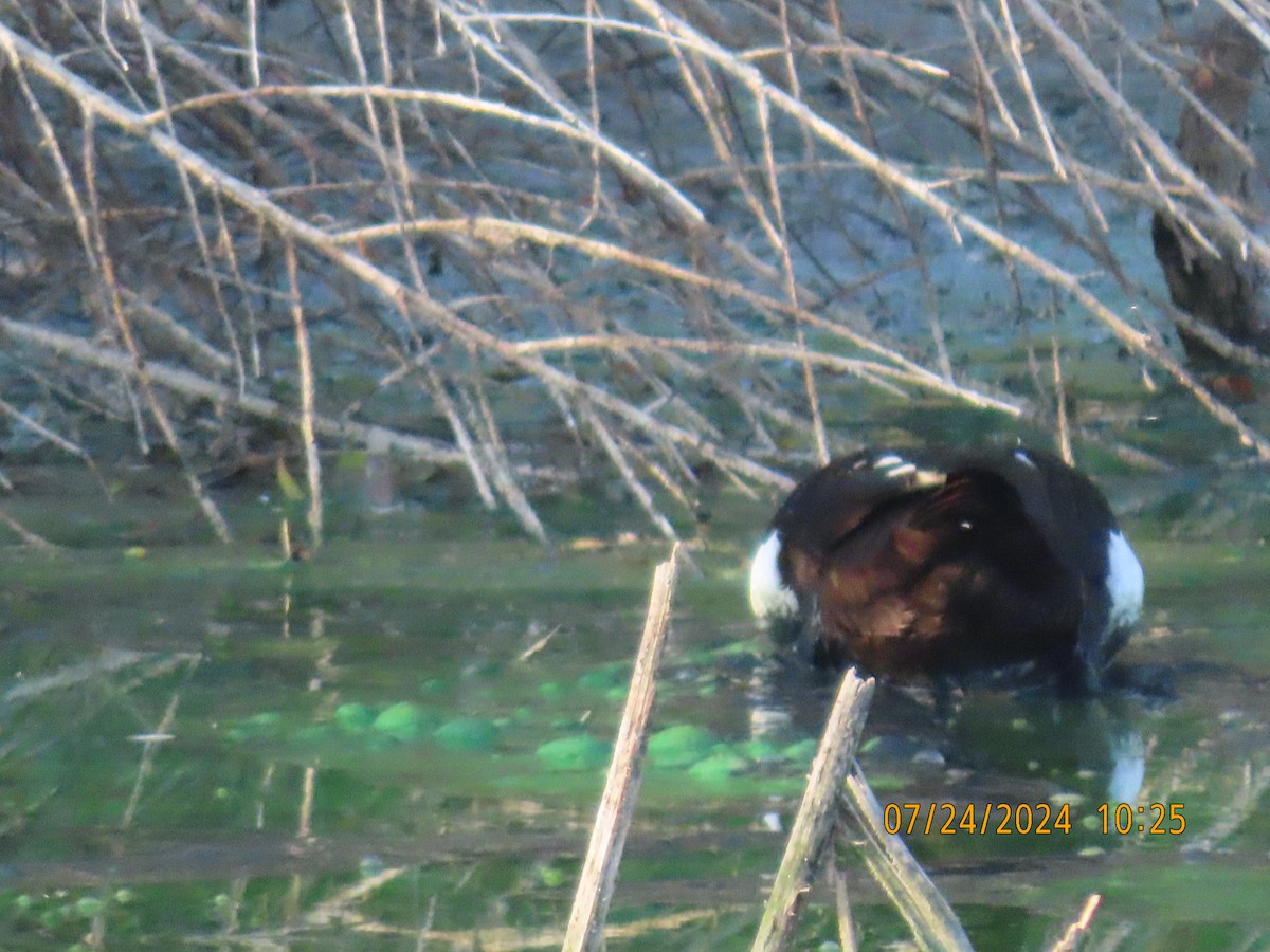 Muscovy Duck (Domestic type) - ML622051575