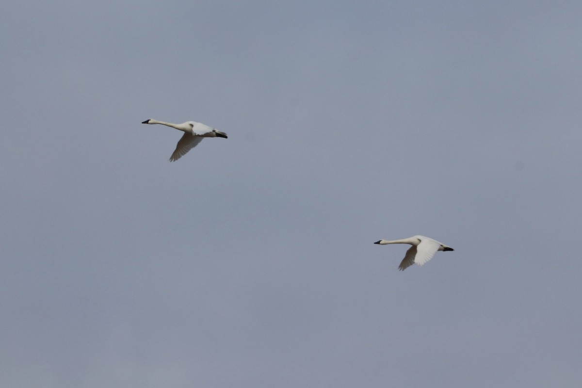 Tundra Swan - ML622051579