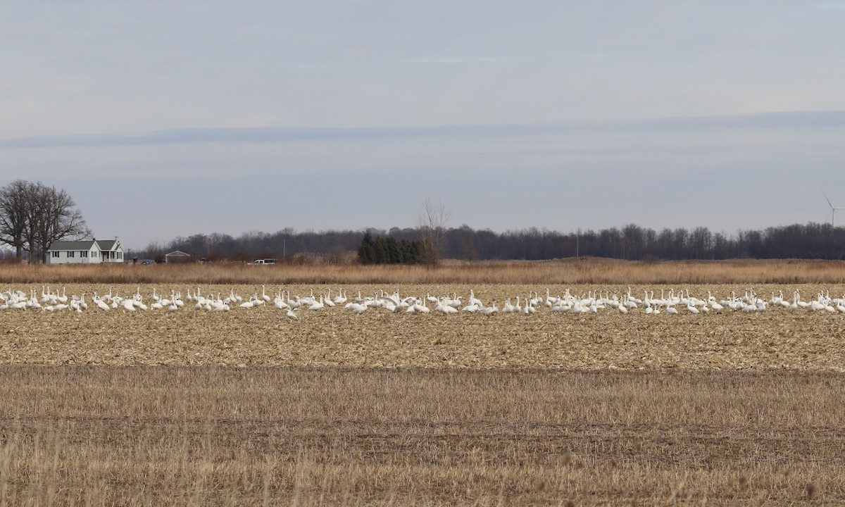 Tundra Swan - Oliver Kew