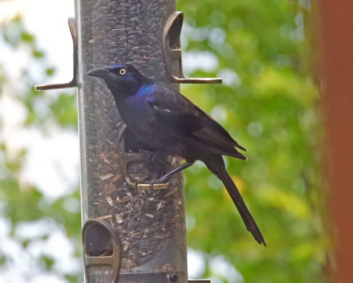 Common Grackle - ML622051601