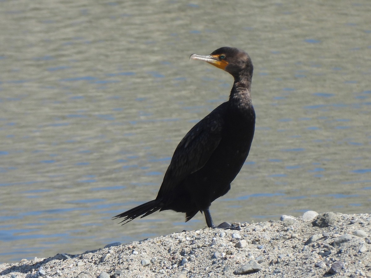 Double-crested Cormorant - ML622051611