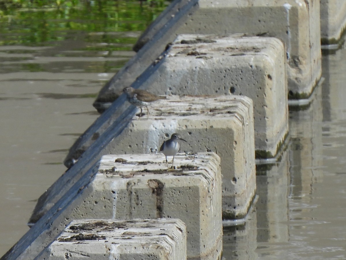 Spotted Sandpiper - ML622051630