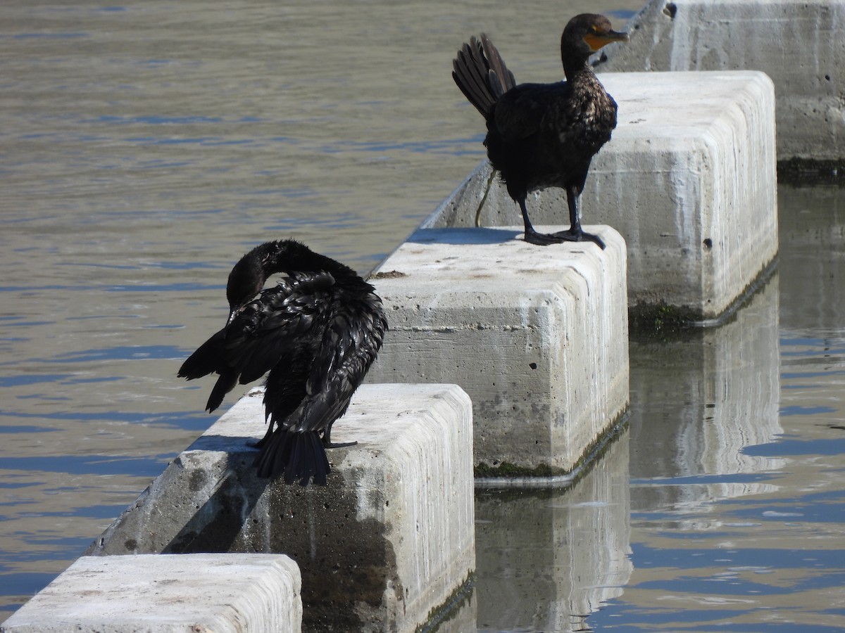 Cormoran à aigrettes - ML622051639