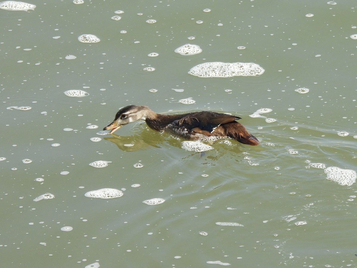 Wood Duck - ML622051643