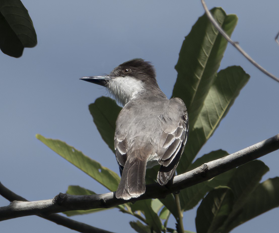 Loggerhead Kingbird - ML622051644