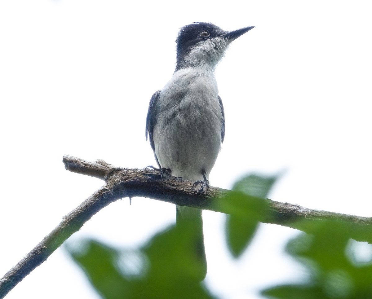 Loggerhead Kingbird - ML622051645