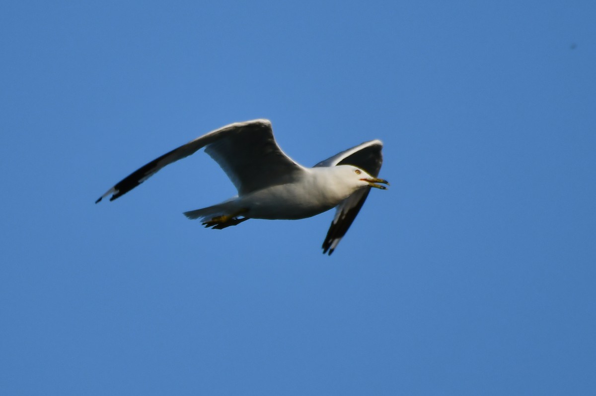 Ring-billed Gull - ML622051646