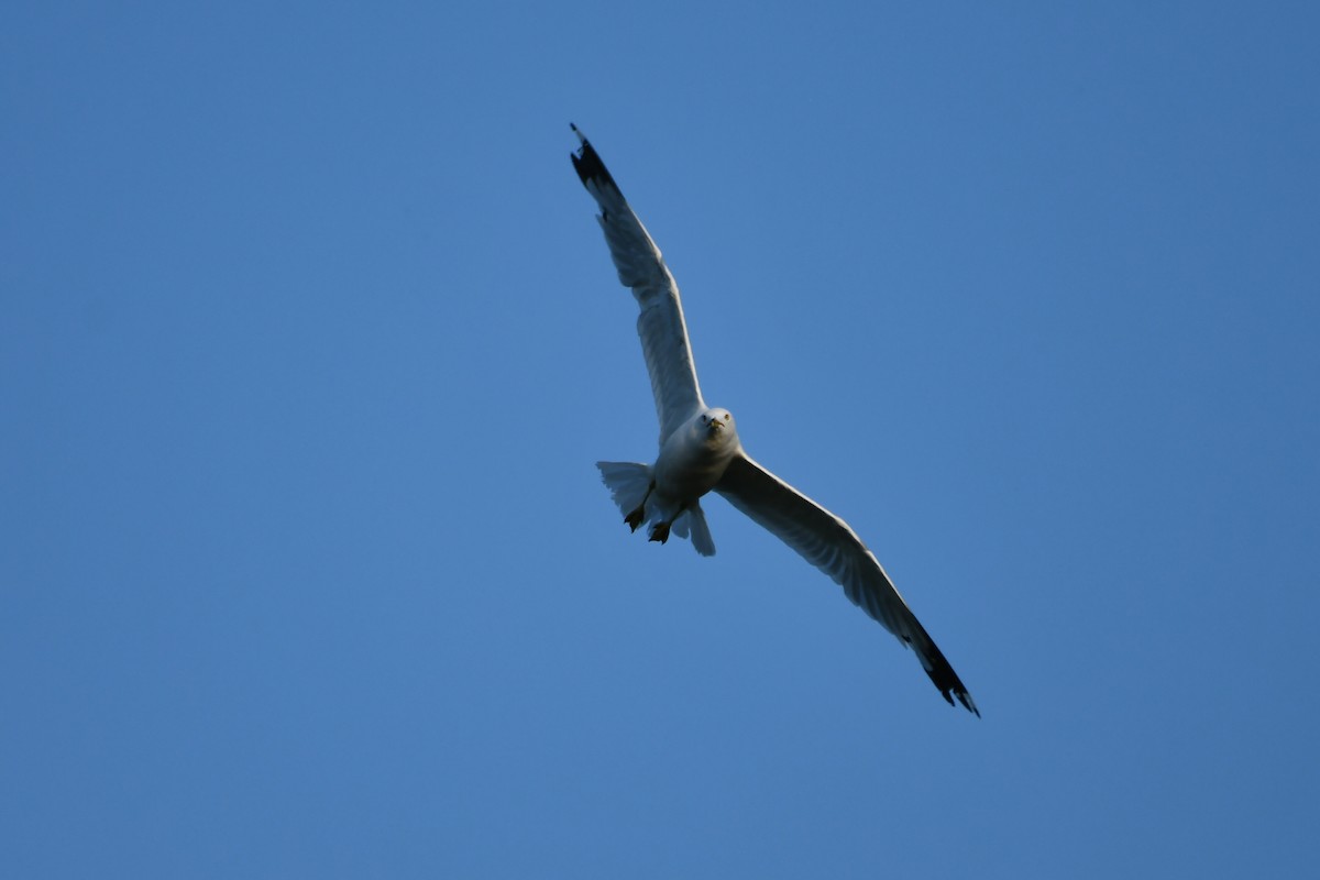 Ring-billed Gull - ML622051647