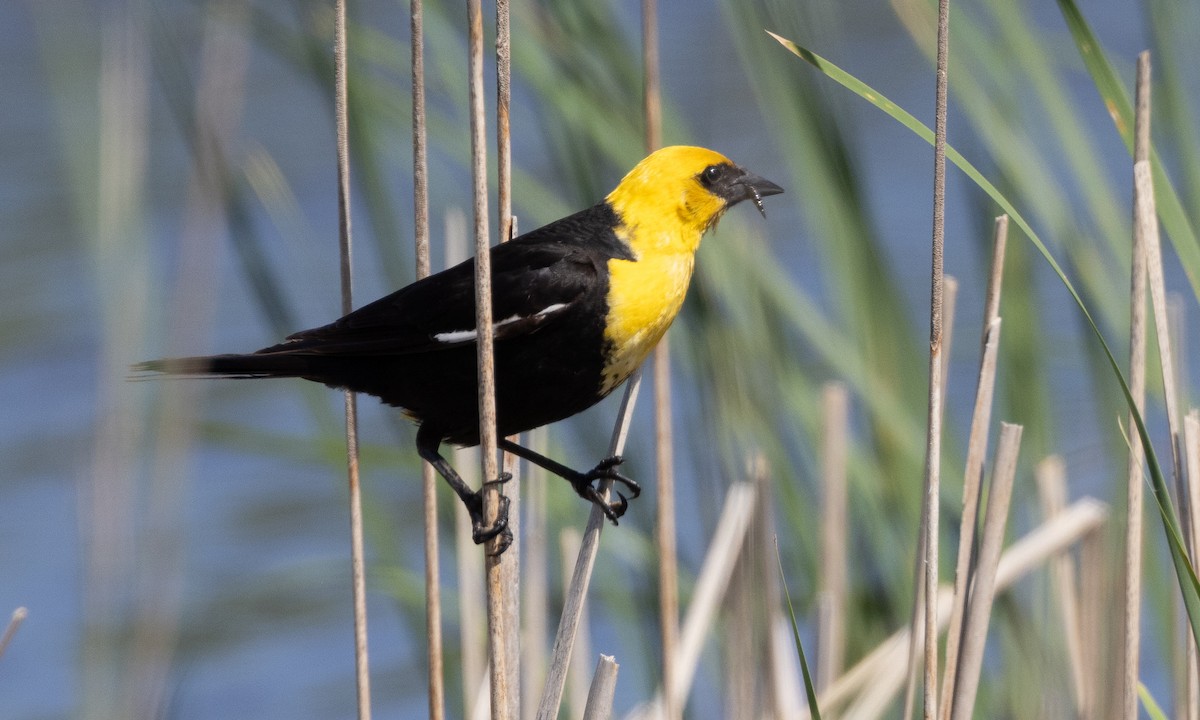 Yellow-headed Blackbird - ML622051648