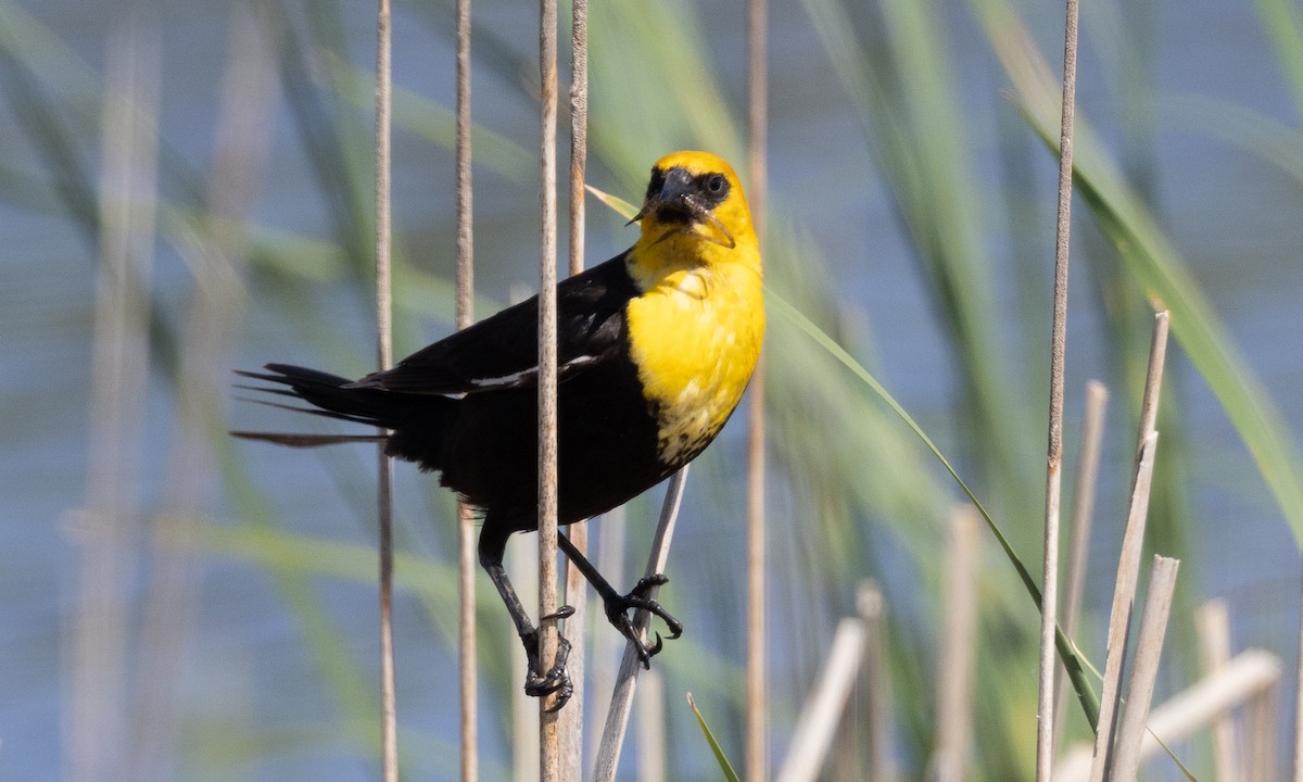 Yellow-headed Blackbird - ML622051649