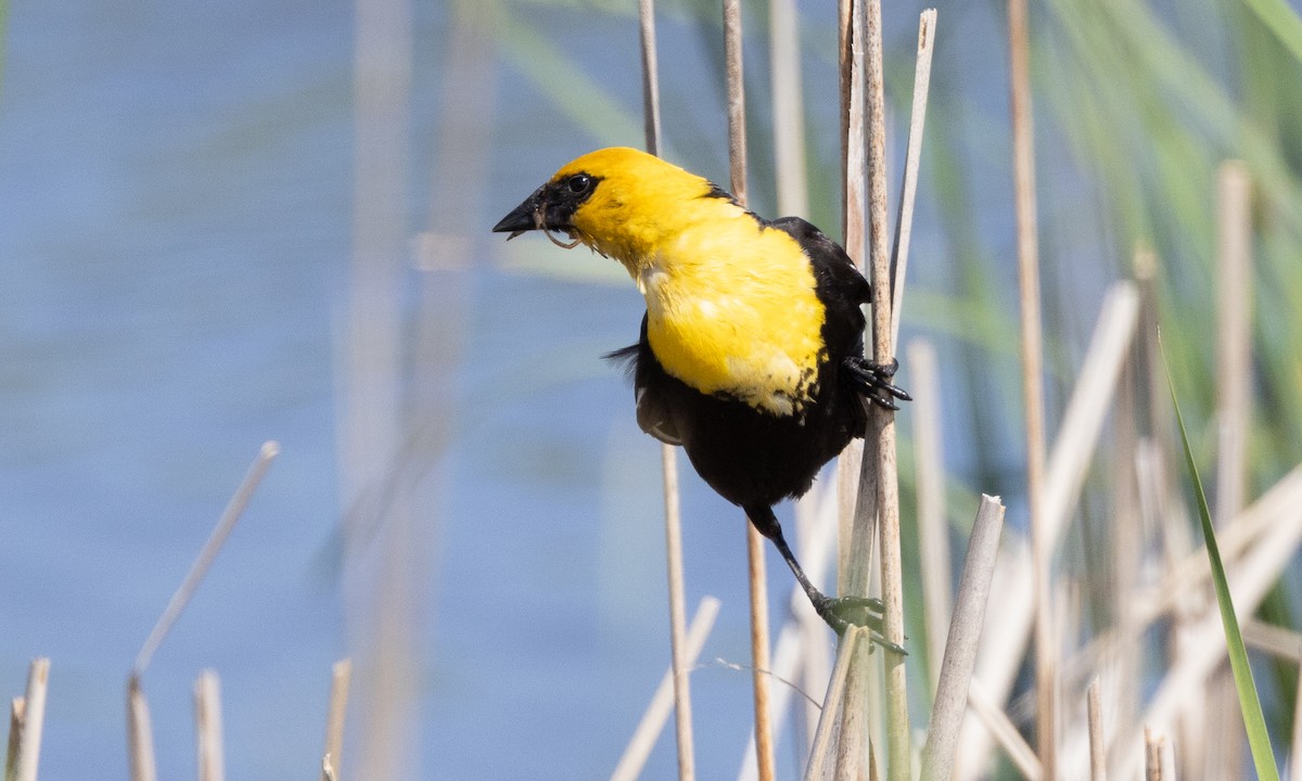 Yellow-headed Blackbird - ML622051650