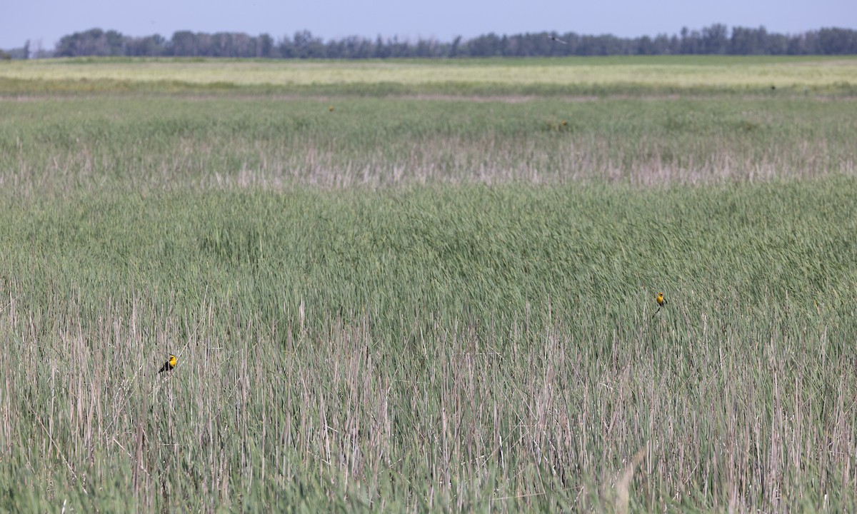 Yellow-headed Blackbird - ML622051651