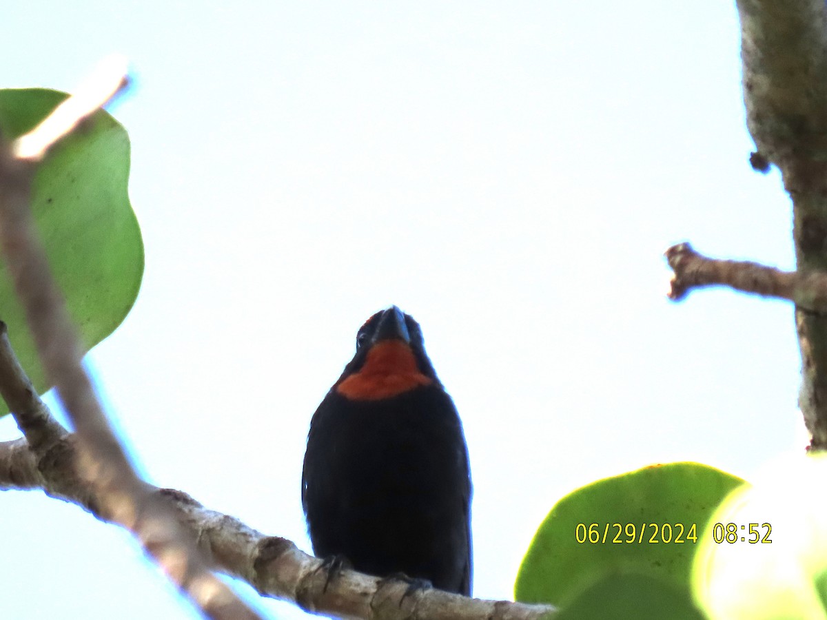 Puerto Rican Bullfinch - ML622051652