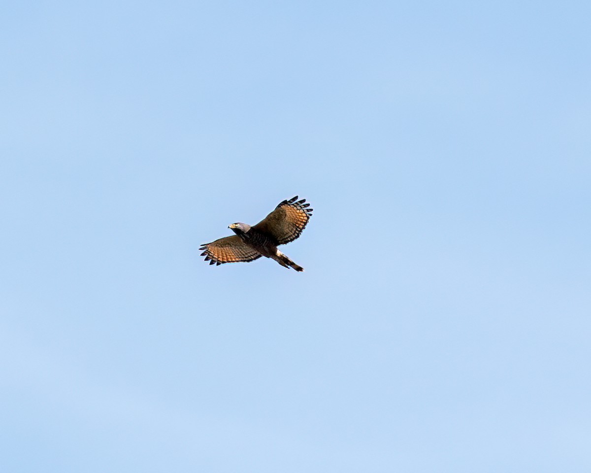 Roadside Hawk - ML622051653